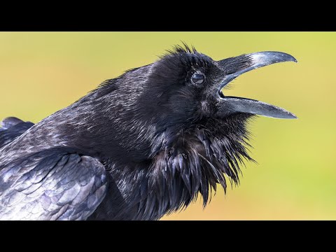 Raven Calls With George Bumann