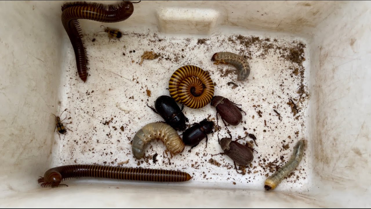 Explore And Captured Hill Creatures Bombardier Beetles, Sweet Giant