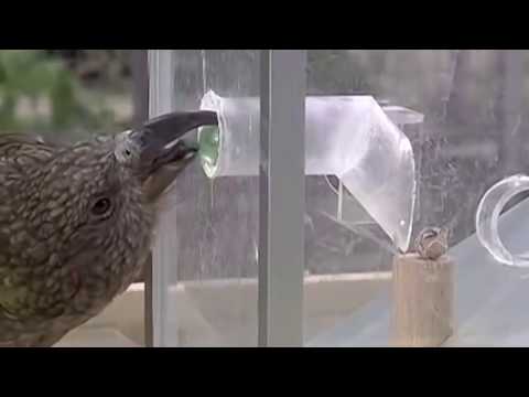 10 ПОРАЗИТЕЛЬНЫХ УМСТВЕННЫХ СПОСОБНОСТЕЙ ЖИВОТНЫХ