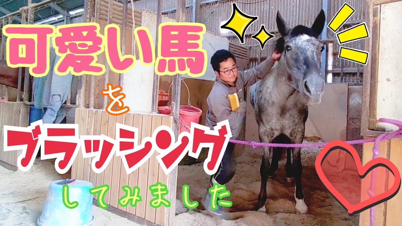 可愛い馬をブラッシングで更に可愛くしてみました ツルマルボーイ様のシモべ Youtube