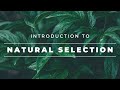 Understanding Natural Selection