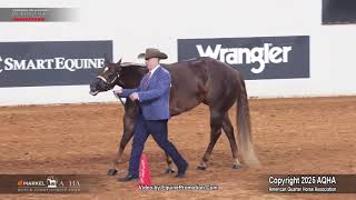 2025 3-Year-Old Mares World Champion