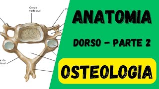 Osteologia do dorso (parte 2)  ANATOMIA  -  Aula de Anatomia humana grátis e fácil
