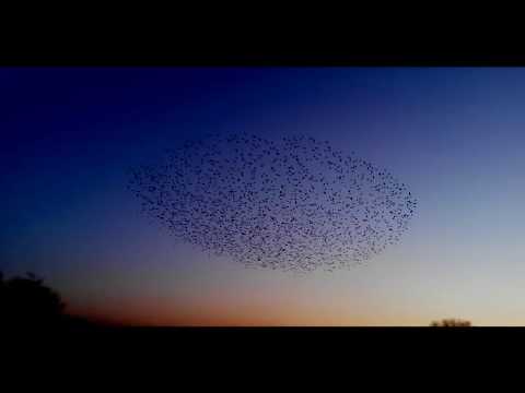 GRICE - one thousand birds (morning glory) - full version