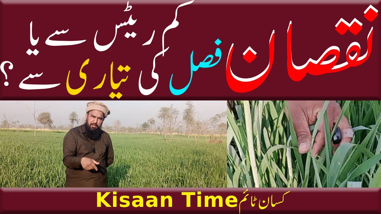 Gandam ki kasht in 2025 Pani ki kami کم اوسط اور نقصان gandam ki fasal 2025 kisآan time کسان ٹائم