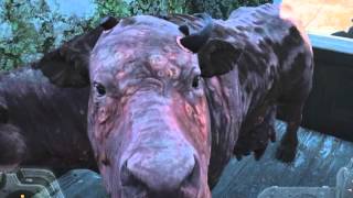 Fallout 4 - Weird cows and breakdancing box