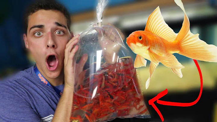 I BOUGHT EVERY GOLDFISH (PET STORE) - DayDayNews