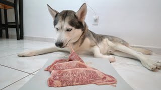 I Surprise My Husky With The Rarest Meat In The World To Eat!