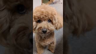 褒めてあげるとウィンクで返事をするトイプードル #愛され #toypoodle #眠る #トイプードル #癒し #可愛い