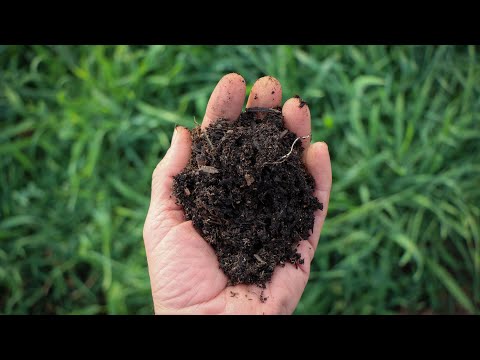 Video: Cotton Burr Compost-ի առավելությունները. Օգտագործելով բամբակյա բուրդ կոմպոստ որպես ցանքածածկ այգիներում