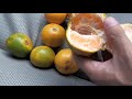 cara memilih membedakan jeruk manis dan kecut