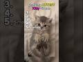 Ranking cutes kitty videos #shorts #ranking