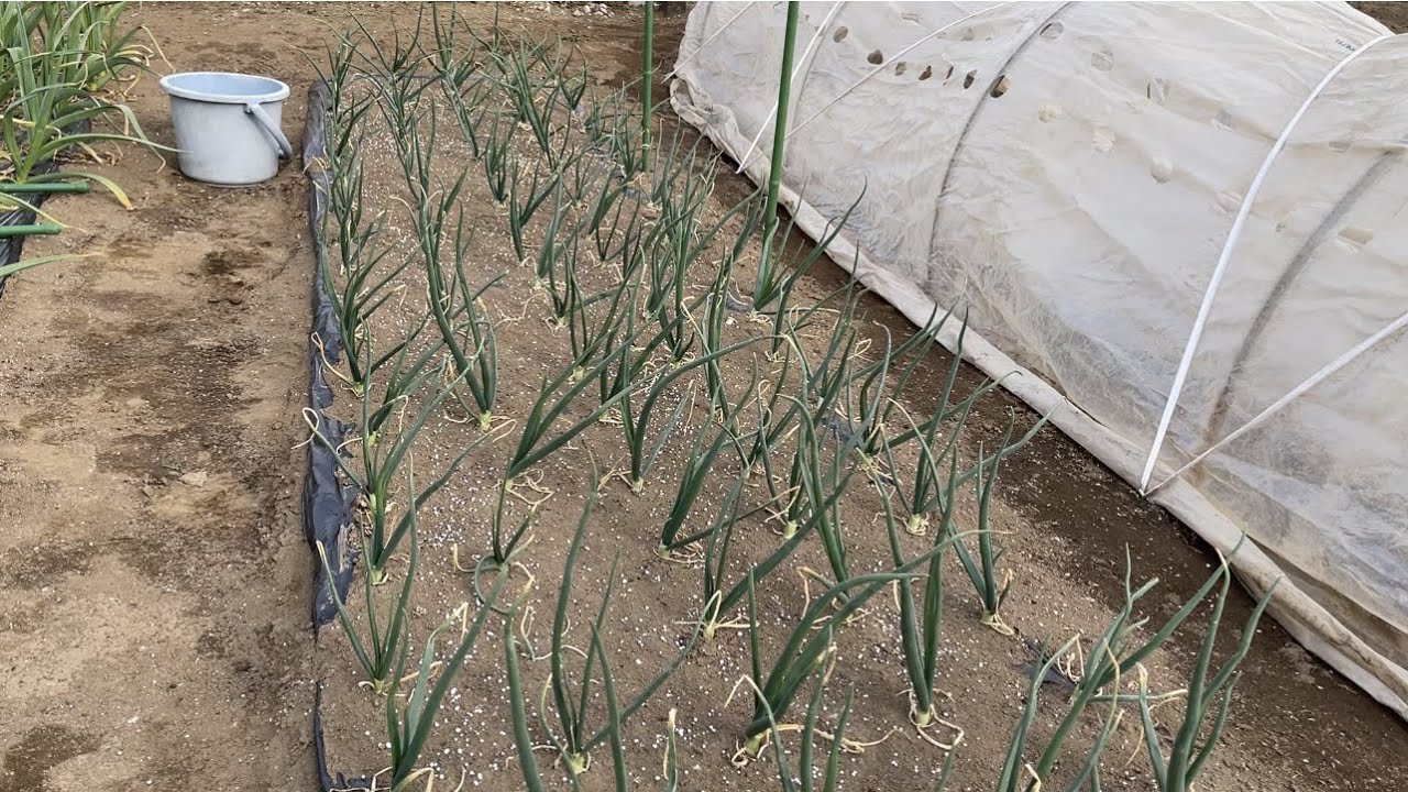 玉ねぎ栽培/大きくさせる仕上げの追肥・発酵鶏糞は野菜作りに良いの？　21/3/12
