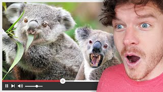 Australia's Cutest But Dangerous Animals 🐨🦘🦈(Reaction)