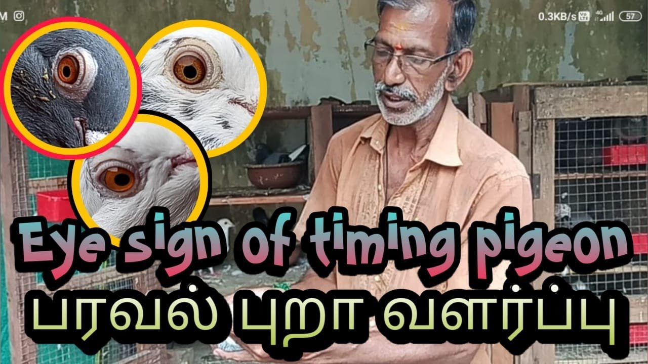 high flyer pigeons வளர்ப்பு | Timing pigeons | eye sign secrete and breeding tips