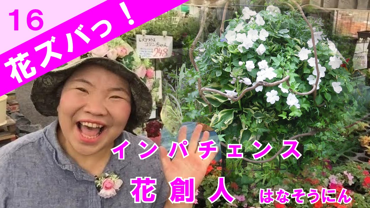 インパチェンスは明るい日陰ok 花ズバっ 16旬の花と寄せ植えの使い方紹介 花創人ガーデニング教室 Youtube