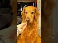 When IтАЩm Eating Sirius Thinks If He Hands Me My Napkin 15x He Will In Return Get A Bite ЁЯШВ Funny When IтАЩm Eating Sirius Thinks If He Hands Me My Napkin 15x He Will In Return Get A Bite ЁЯШВ Funny