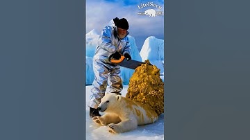 Thousands of Barnacles on the polar Bear #rescue  #shorts  #polarbear