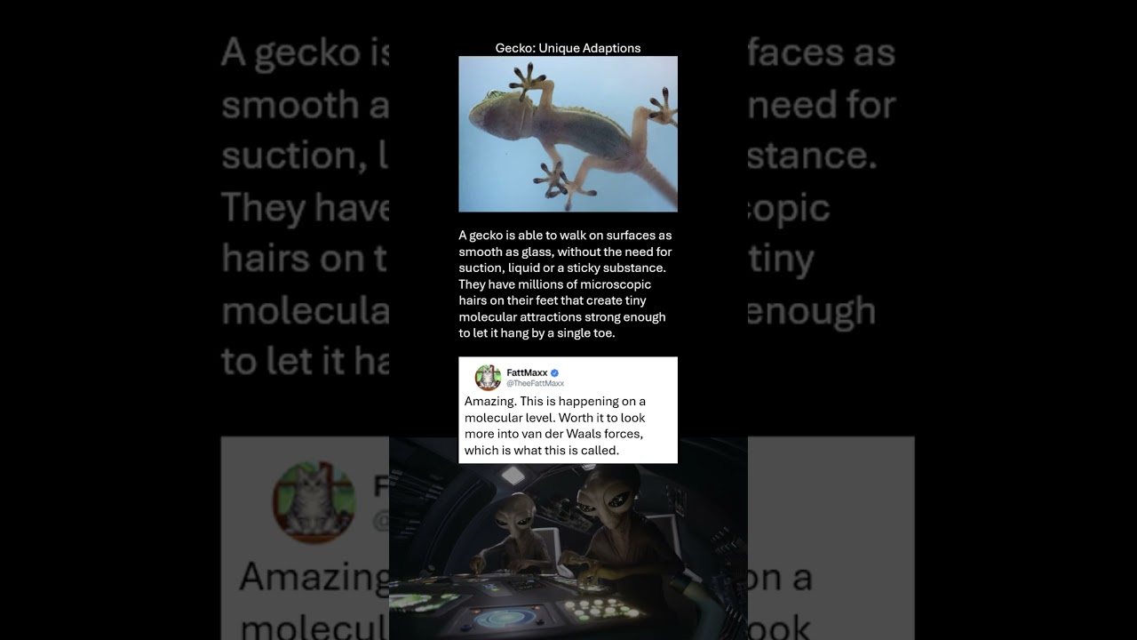 Gecko: Unique Animal Adaptions