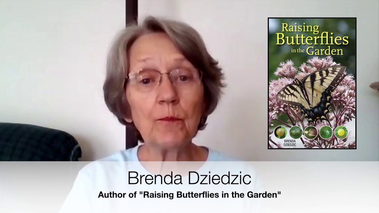 Tips for a Butterfly-friendly Garden