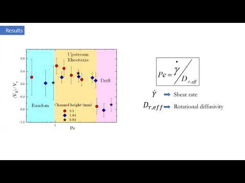 Rheotaxis of active droplets (Email - [email protected], [email protected])