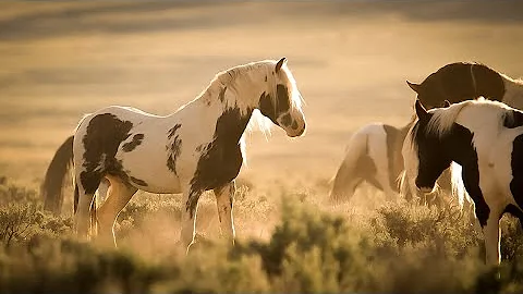 World of Wild Horses with Stallions Mares and Foal...