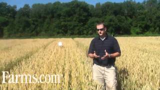 Agronomy Video: How Headline Fungicide Can Increase Wheat Yields.