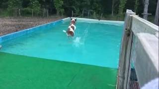Pip the dock diving Smooth Fox Terrier by Pip The Smooth Fox Terrier 590 views 6 years ago 1 minute, 38 seconds
