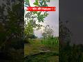 (❤️गांव और Nature🌴)#short