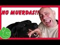 Cómo HACER QUE mi perro NO MUERDA