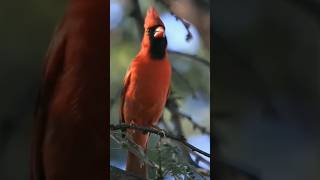 Download Lagu Tembakan burung cantik red cardinal untuk masteran❗ MP3