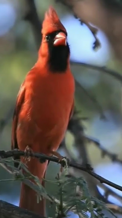 Tembakan burung cantik red cardinal untuk masteran❗