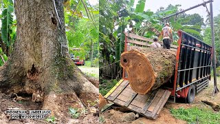 expensive wood !! Cut down a century-old trembesi tree.