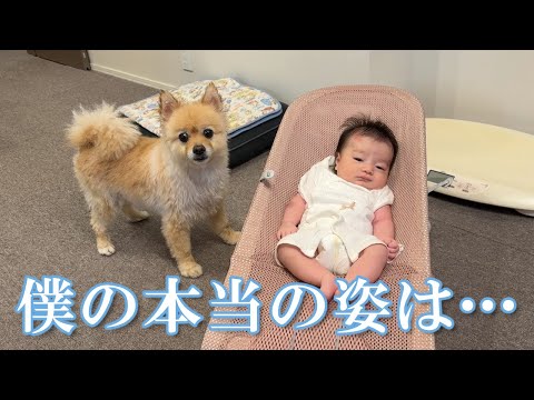 赤ちゃんの前で遂に本性を現したポメラニアンがこうなりました…笑