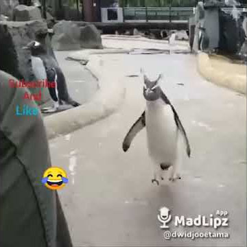 Pinguin besok libur