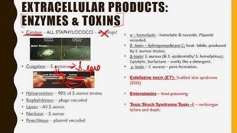 Staphylococcus aureus