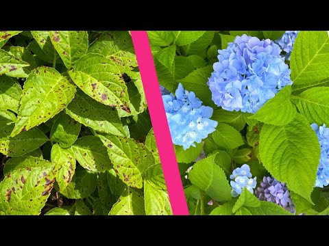 Video: Snowball Viburnum Vs. Hydrangea - Tìm hiểu Sự khác biệt giữa Viburnum và Hydrangea