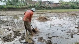 LIHAT AKTIVITAS PETANI SAAT MENCANGKUL SAWAH