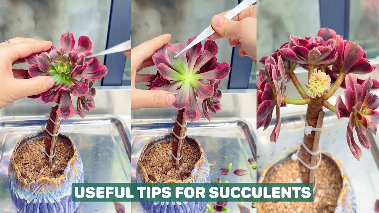 Discover the 5-Minute Trick to Keep Your Succulents Alive | 다육이 | 多肉植物 ...