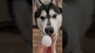Husky Trys Hardboiled Egg For First Time #shorts
