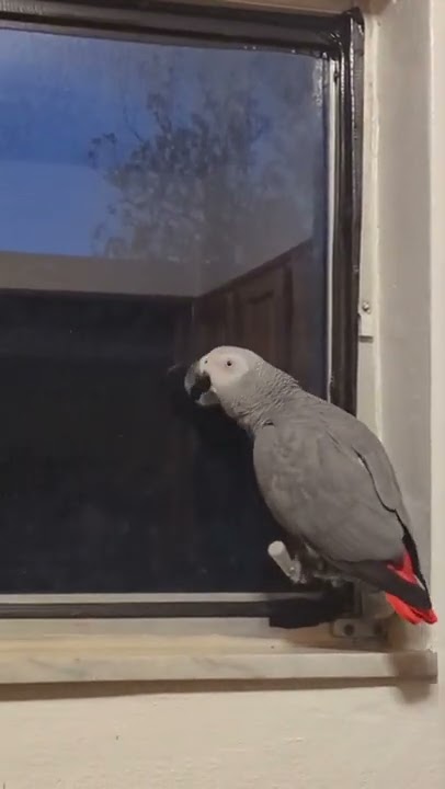 Suck Bird™