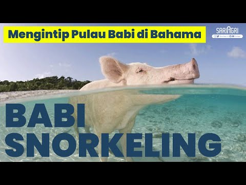 Video: Cara Berenang Dengan Babi di Bahama