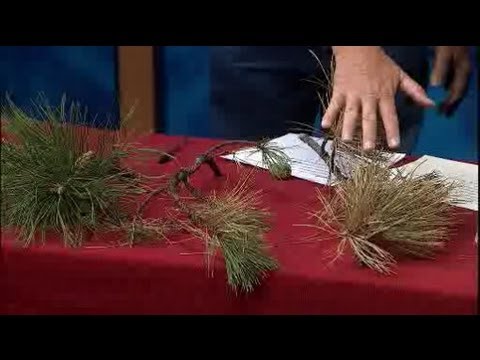 How To Prevent The Pine Wilt Disease In Trees