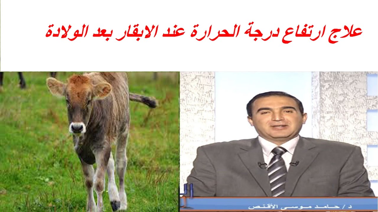 علاج ارتفاع درجة الحرارة عند الابقار بعد الولادة
