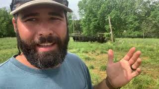 Angus Bulls for Calving Ease