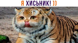 видео: ХИСЬНИК))) Приколы с котами | Мемозг 894 картинка: ХИСЬНИК))) Приколы с котами | Мемозг 894