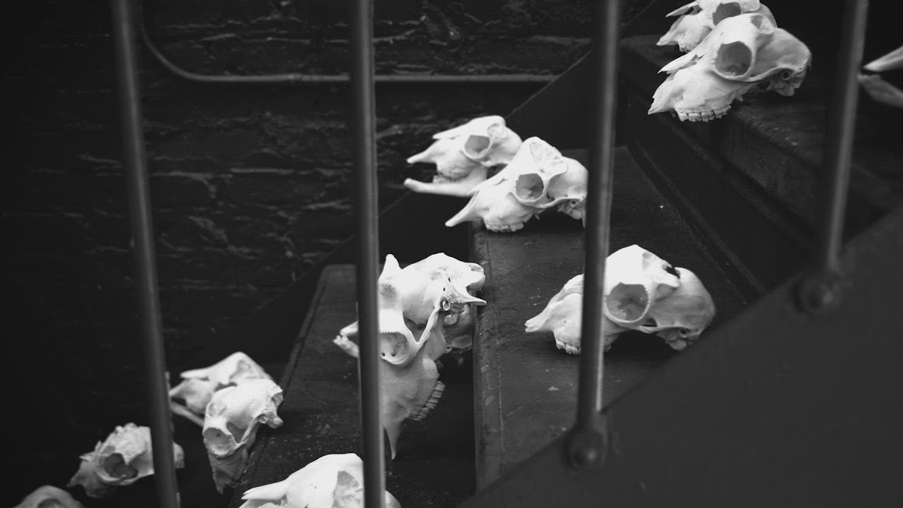 Silent Killer - The Kingdom