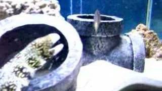 Snowflake Eel Eating live goldfish