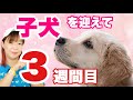 子犬を迎えて３週間　苦手な○○克服！やるべき事は？　ドッグトレーナーが子犬の飼い方を解説します【子犬の育て方#3】