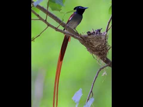 Video: Chim Thiên Đường Lá Vàng - Chăm Sóc Chim Thiên Đường Lá Vàng